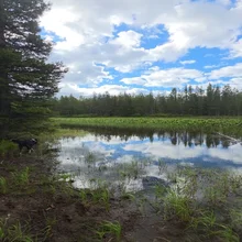 Calm pond surrounded by trees under a partly cloudy sky with a black dog near the water's edge