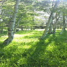 Sunlight filtering through slender white birch trees onto a lush green grassy forest floor