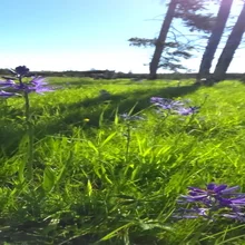 Purple wildflowers growing in green grass with trees and clear blue sky in the background