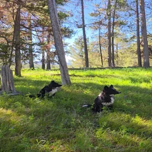 Two black and white dogs sitting on green grass in a sunlit forest clearing with tall trees