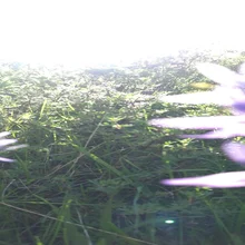 Close-up view of green grass with sunlight filtering through and blurred purple flowers on the edges
