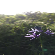 Close-up of a purple flower against a blurred natural green background with sunlight