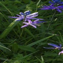 Purple flowers with long petals among green grass