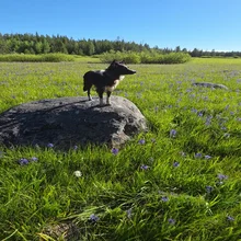 Small black and white dog standing on a large rock in a grassy field under a clear blue sky