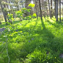 Sunlight filtering through tall pine trees onto a grassy forest floor with young green plants