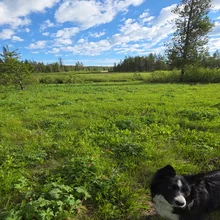 Green field with trees and a partly cloudy sky, with a black and white dog in the foreground