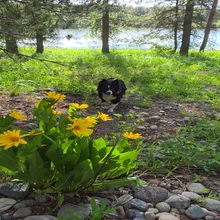 Black dog sniffing the ground near yellow flowers with a river and trees in the background