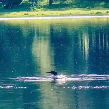Bird swimming on a calm lake with tree reflections in the water