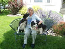 Older person sitting on a metal garden bench with two black and white dogs, one licking their face and the other panting with tongue out