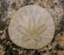 round sand dollar with star-shaped pattern resting on a speckled stone surface