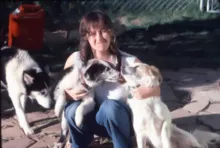 Person crouching outdoors with two dogs close to their face while a third dog stands nearby