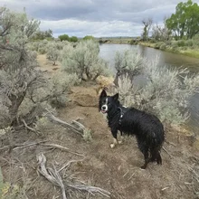 black and white dog wearing a harness standing on a dirt path next to a river under a cloudy sky