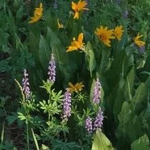 Cluster of yellow flowers surrounded by tall green leaves with several purple flower spikes in a natural outdoor setting