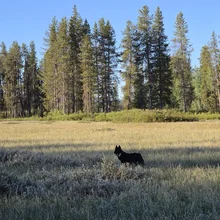 Black and white dog standing in a sunlit grassy field with tall evergreen trees in the background