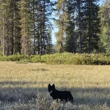Black and white dog standing in a grassy clearing with tall pine trees in the background
