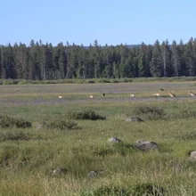 Group of birds standing and walking in a grassy meadow with scattered rocks and a forest in the background under a clear blue sky