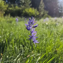 Tall purple flower with multiple blossoms standing in a sunlit grassy meadow