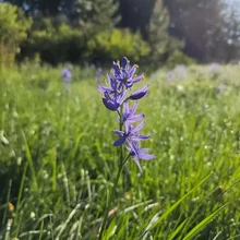 Tall purple wildflower standing amidst green grass with trees blurred in the background