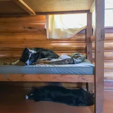 Two black and white dogs resting, one lying on a bunk bed mattress and the other lying stretched out on the wooden floor beneath it