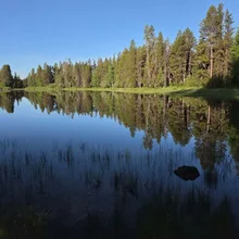 Calm lake reflecting tall pine trees and clear blue sky with some grass visible in the shallow water near the shore