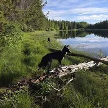 Black and white dog standing on a fallen log by a calm lake surrounded by green grass and trees under a blue sky