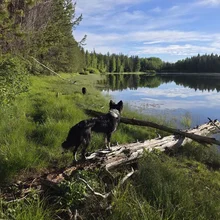 Black and white dog standing on a fallen log by the edge of a calm lake surrounded by green grass and forest under a partly cloudy sky