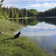 Black dog sitting on grass near the edge of a calm lake surrounded by trees with clear sky reflections