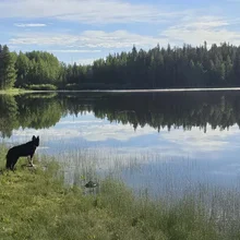 dog standing on grassy shore looking across a calm lake with forest reflections