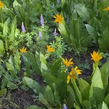 Cluster of yellow flowers with broad green leaves surrounded by smaller purple flowers and greenery in natural ground