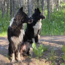 Two black and white dogs sitting on a dirt path surrounded by green foliage and trees