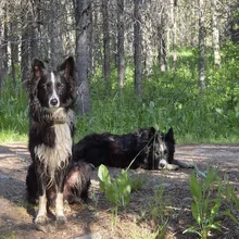 Two black and white dogs in a forested area with one sitting and the other lying down on a dirt path