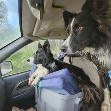 Two black and white dogs sitting inside a vehicle, one resting on a blue cushion on a storage container and looking out the window, the other standing nearby with wet fur