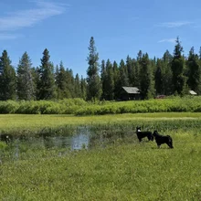 Two black dogs standing near a shallow water area in a green grassy field with trees and small wooden cabins in the background