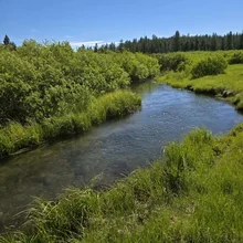 Clear stream flowing through lush green grass and dense bushes under a bright blue sky