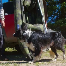 Black and white dog standing on a dirt ground near a camouflaged boat and a person wearing dark pants and a plaid shirt