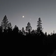 Silhouetted tall pine trees under a twilight sky with a crescent moon and a bright star or planet nearby