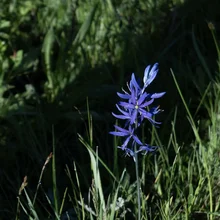 Single tall purple flower standing among green grass and foliage