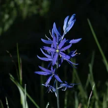 Tall purple flower with multiple elongated petals against a dark grassy background