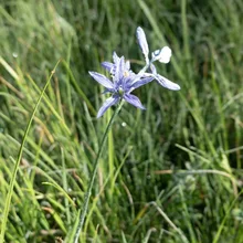 Single slender stem with light purple star-shaped flowers surrounded by green grass