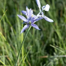 tall thin green stem with small purple star-shaped flowers and unopened buds against a background of tall grass