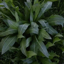 Cluster of large green leaves with prominent veins growing close to the ground among grass