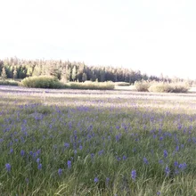 Field filled with numerous purple wildflowers and tall grass with forest and shrubs in the background