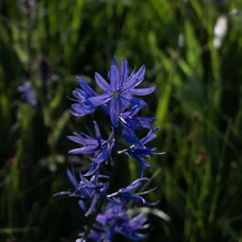 Tall purple-blue flower with multiple petals against a blurred green background