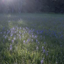 Field of purple wildflowers with sunlight filtering through nearby trees