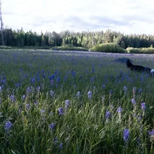 Black and white dog walking through a field of tall grass and purple wildflowers with a forest in the background