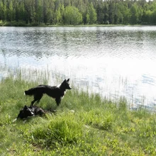 Two black dogs resting and standing on grassy shore beside a calm lake with a forested background