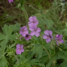cluster of small purple flowers with green leaves and a small insect on one flower