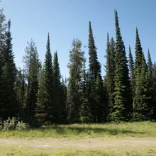 Dense forest of tall evergreen trees with a grassy clearing in front under a clear blue sky