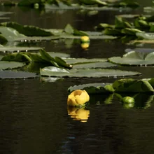 Yellow water lilies floating among green lily pads on a calm dark water surface