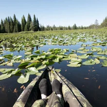 View of lily pads floating on calm water with a forested shoreline in the distance, seen from the vantage point of someone sitting in a camouflage-patterned kayak or boat